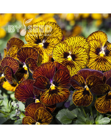 Viola cornuta Tiger Eye Mix