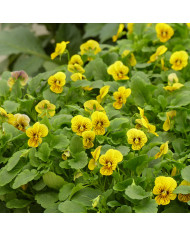 Viola cornuta Tiger Eye Mix