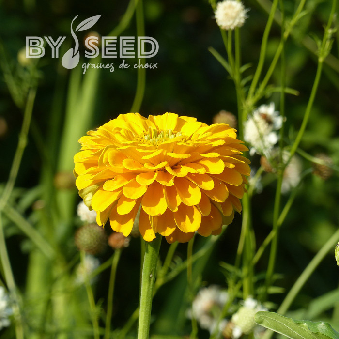 Zinnia à fleur de dahlia Canary Bird