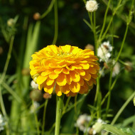Zinnia à fleur de dahlia Canary Bird