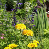 Zinnia à fleur de dahlia Canary Bird