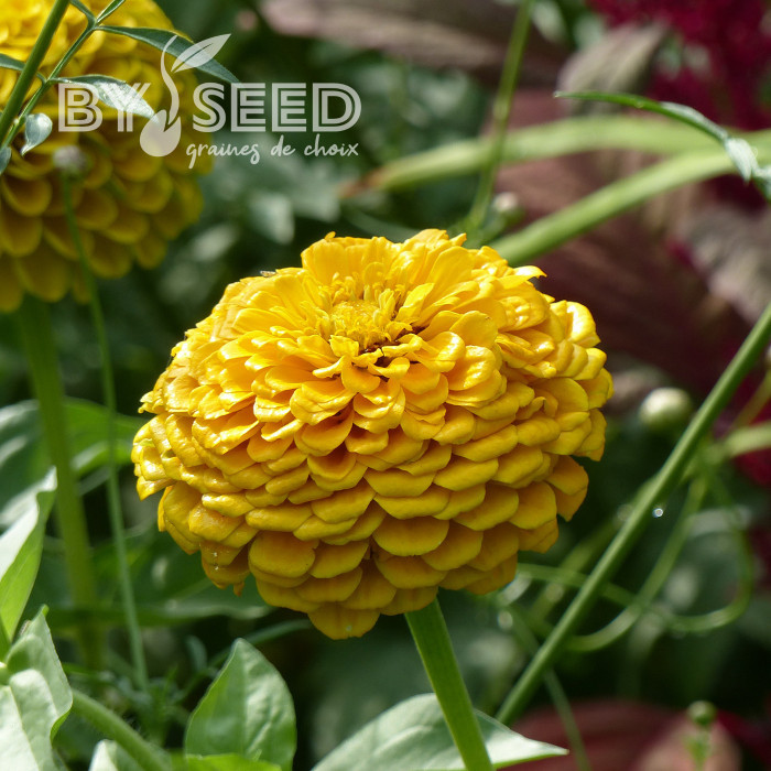 Zinnia à fleur de dahlia Canary Bird