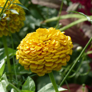 Zinnia à fleur de dahlia Canary Bird