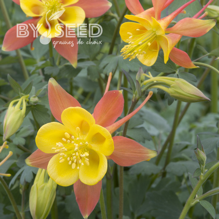 Ancolie skinneri Tequila Sunrise