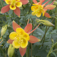 Ancolie skinneri Tequila Sunrise