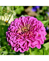 Zinnia à fleur de dahlia Canary Bird