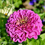 Zinnia à fleur de dahlia Dream