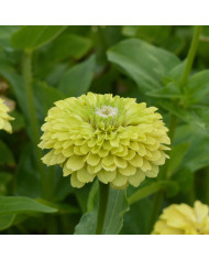 Zinnia à fleur de dahlia Extra Mix