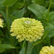 Zinnia à fleur de dahlia Envy