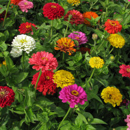 Zinnia à fleur de dahlia Extra Mix