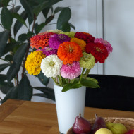 Zinnia à fleur de dahlia Extra Mix
