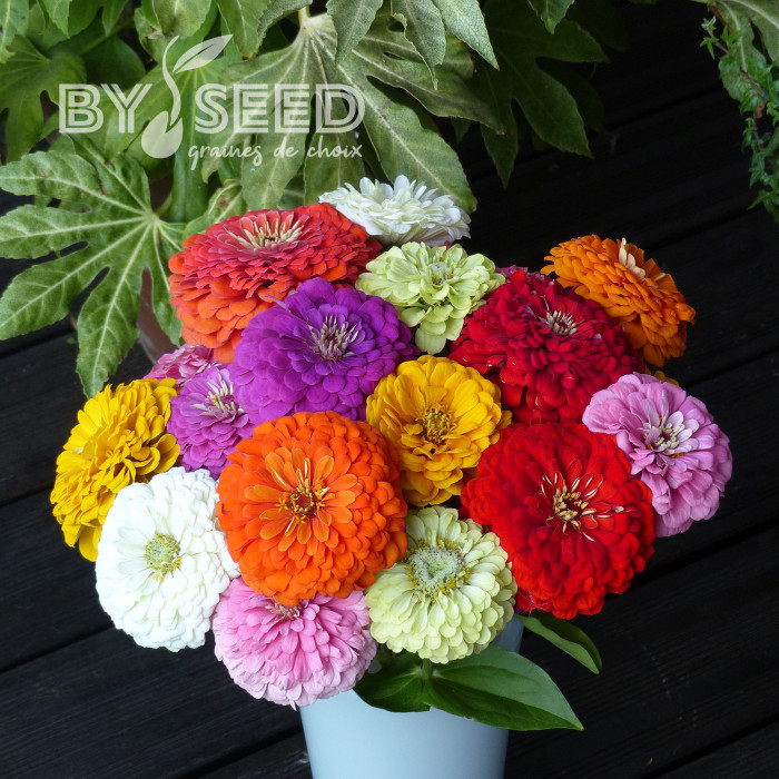 Zinnia à fleur de dahlia Extra Mix