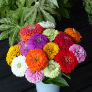 Zinnia à fleur de dahlia Extra Mix