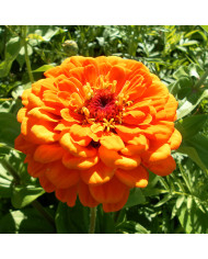 Zinnia à fleur de dahlia Extra Mix