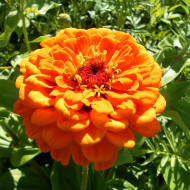 Zinnia à fleur de dahlia Golden State