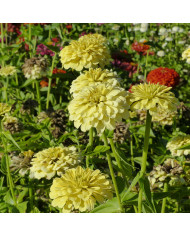 Zinnia à fleur de dahlia Luminosa