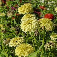 Zinnia à fleur de dahlia Isabellina
