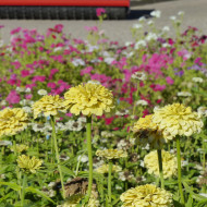Zinnia à fleur de dahlia Isabellina