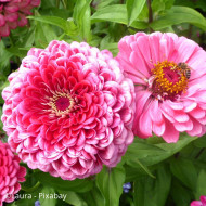 Zinnia à fleur de dahlia Luminosa