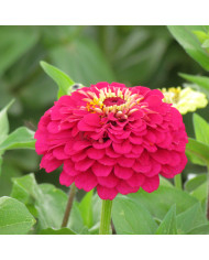 Zinnia à fleur de dahlia Luminosa
