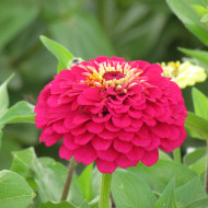 Zinnia à fleur de dahlia Meteor