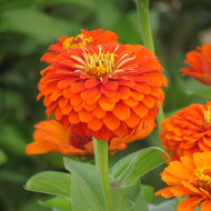 Zinnia à fleur de dahlia Oriole