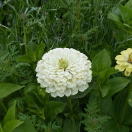 Zinnia à fleur de dahlia Polar Bear