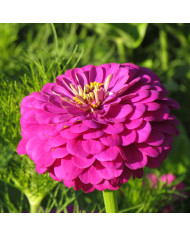 Zinnia à fleur de dahlia Polar Bear