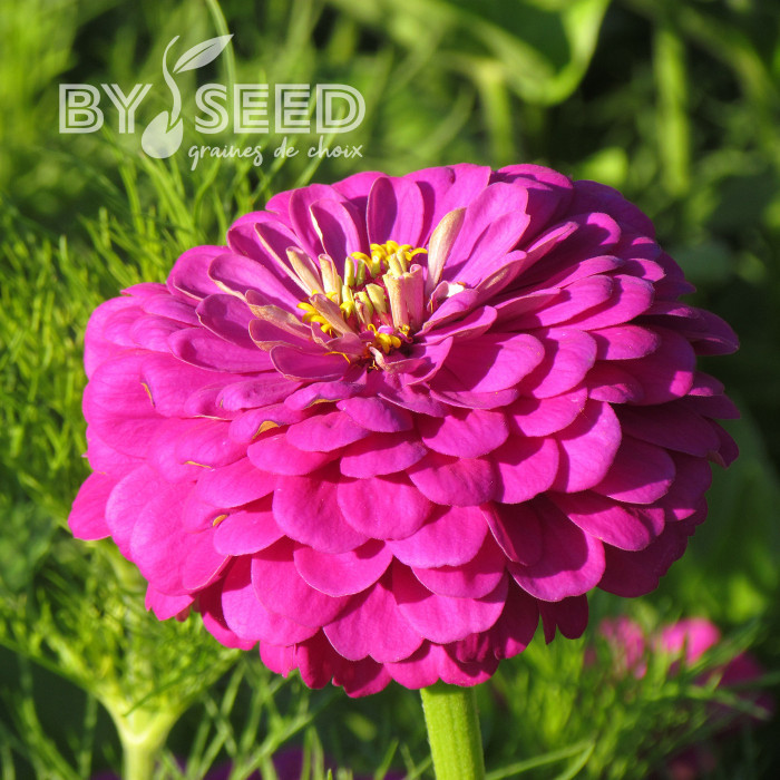 Zinnia à fleur de dahlia Purple Prince