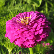 Zinnia à fleur de dahlia Purple Prince