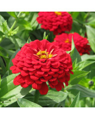 Zinnia à fleur de scabieuse Cresto! Citrus Mixture