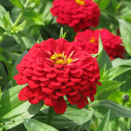Zinnia à fleur de dahlia Scarlet Flame