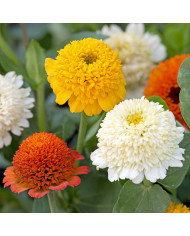Zinnia à fleur de scabieuse Cresto! Formula Mix