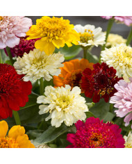 Zinnia à fleur de scabieuse Cresto! Citrus Mixture