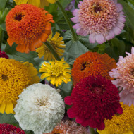 Zinnia à fleur de scabieuse Cresto! Formula Mix