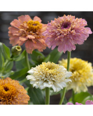 Zinnia à fleur de scabieuse Cresto! Formula Mix