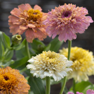 Zinnia à fleur de scabieuse Cresto! Peaches and Cream