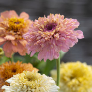 Zinnia à fleur de scabieuse Cresto! Peaches and Cream