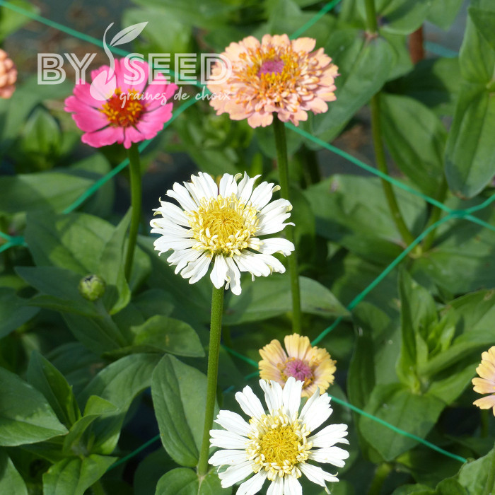 Zinnia à fleur de scabieuse Cresto! Peaches and Cream