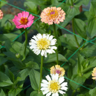 Zinnia à fleur de scabieuse Cresto! Peaches and Cream