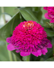 Zinnia à fleur de scabieuse Cresto! Peaches and Cream