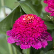 Zinnia à fleur de scabieuse Cresto! Violet
