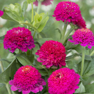 Zinnia à fleur de scabieuse Cresto! Violet