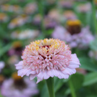 Zinnia à fleur de scabieuse Zinderella Lilac
