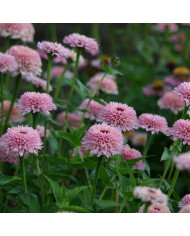 Zinnia à fleur de scabieuse Zinderella Peach