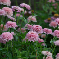 Zinnia à fleur de scabieuse Zinderella Lilac