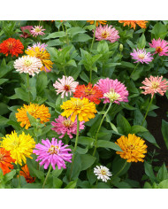 Zinnia Candy Cane Mix