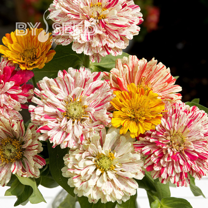 Zinnia Candy Cane Mix