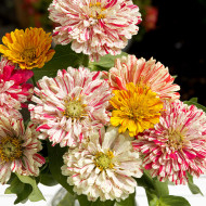 Zinnia Candy Cane Mix