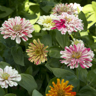 Zinnia Candy Cane Mix